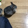 1歳の男の子。※相談中です。 サムネイル3