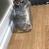 1歳の男の子。※相談中です。 サムネイル4