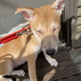 シャイなガーネットの優しいお家をさがしています