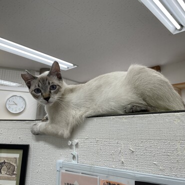 綺麗な青い瞳を持ったやんちゃな男の子。 ねこは大好きだけど、人はまだ怖い…。 ​マイケルの事が大好き。 でもご飯やおもちゃを出すと近くまで来てくれるようになりました。 おやつもスタッフの手から食べてくれます。 少しでも触ると逃げてしますので、頑張って人馴れ訓練中です。​