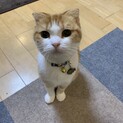 小柄で可愛いてつ子ちゃん♡（スコティッシュおれ耳）