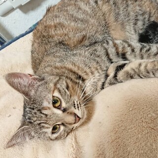 【子猫】おしゃべり大好き！さんごちゃん