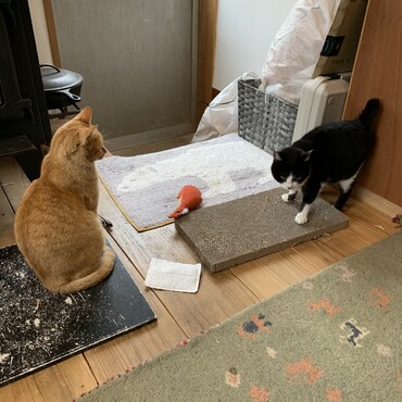 先日のご対面。チャイ氏は子猫苦手でも外にいた時ごまちゃん守ってくれてた。