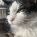 【マドモアゼル】おかげさまで里親様が決まりました！