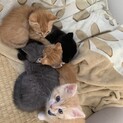 小さい子猫たち緊急募集