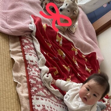 猫の日(ΦωΦ)赤いリボンの日♥啓蒙活動は無理｡ﾟ(ﾟ´Д｀ﾟ)ﾟ｡うにちゃん♡チャムちゃん頼んだねᕦ(ò_óˇ)ᕤ