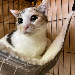 勇気凛々♡シズカちゃん　家猫修行中！