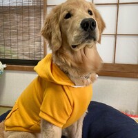 ポム