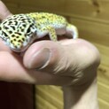 レオパ　フルアダルト　ハイイエロー