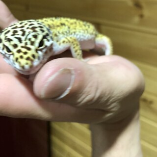 レオパ　フルアダルト　ハイイエロー