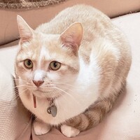 ラテ