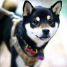 ドックランにてキメ顔(๑•̀д•́๑)ｷﾘｯ
