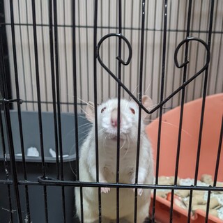 ファンシーラットの親子の里親募集中