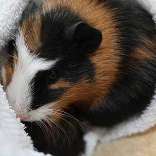 モルモット 子ども オス