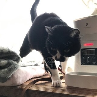 【急募】《飼い主他界につき》靴下が可愛い♪