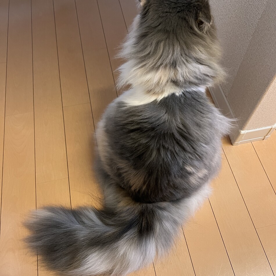 てんのカバー写真