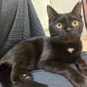 人も猫も大好き！甘えん坊鍵しっぽの女の子