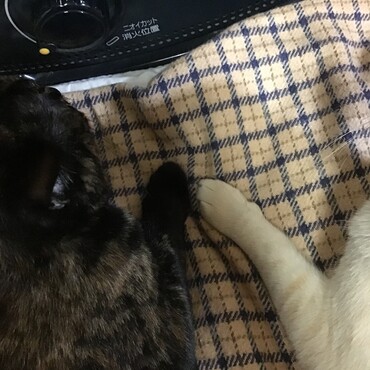 出遅れた‼️我らニャンニャン隊参上、みんなの幸せ守るよ！