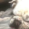 こたまりく