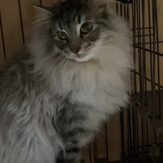 ２歳の男の子。新しい家族に迎えられました。