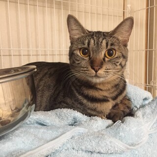 丸顔がかわいい女の子10か月(2/26譲渡会参加)