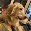ゴールデンレトリバーメス　９歳