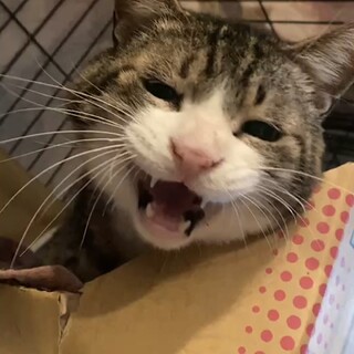 やま君　4歳　でっかくて大人しい子♡