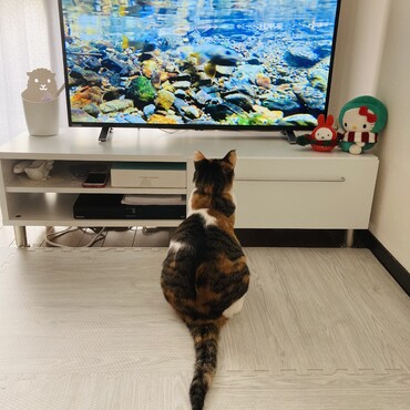 日曜日朝のお楽しみ、さわやか自然百景