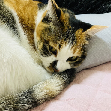 ばあばの枕で一緒におやすみなさい