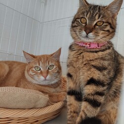 第151回　にゃん☆ぴーす猫譲渡会