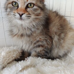 第151回　にゃん☆ぴーす猫譲渡会 サムネイル2