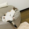 人間用に買ったクッションなんだけどなあ
