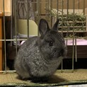 ネザーランドドワーフ　メス　3ヶ月