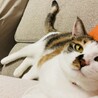 テレビはおしまいにして私と遊びましょう