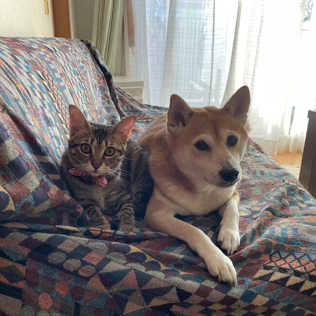 たけまめのカバー写真