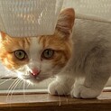 茶白の4ヶ月くらいの男の子