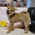 柴犬　人懐こい女の子　二ヶ月