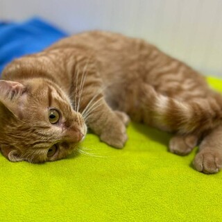 5/15荒川区譲渡会　茶トラの甘々お嬢様　9ヶ月