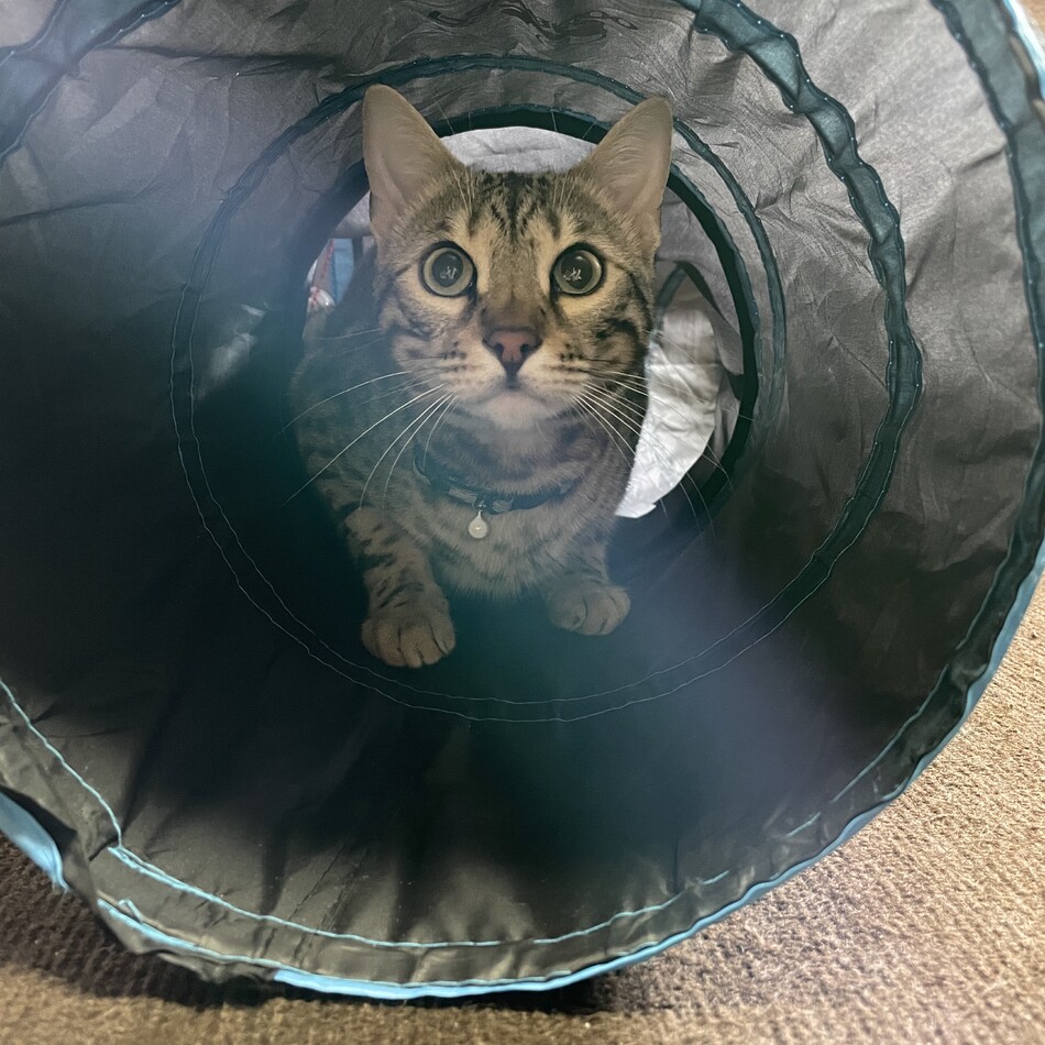 EARLのカバー写真