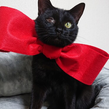 母ちゃん！過ぎたじゃない！！せっかく あたち モデル座り したのに～！うに姉御～、葵姉さん、杏雷ママ～、ゆじゅ姉さ～ん❤️新参ニャンだけど、ちゃんと出来てるかニャ～byチャム