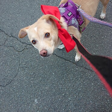 ぼくは！！これで国道練り歩いたワン♪母ちゃんが『つけんか～！』ってやかましいもんなぁ～！赤いりぼんの誓い！みんなに届け～♪by銀太