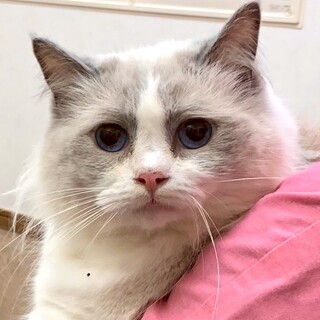 C22-W1090 すりすりニャンコ♪