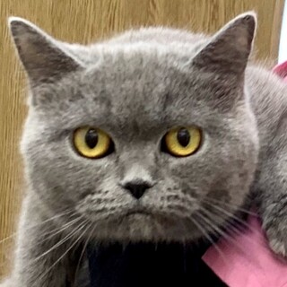 再募集♪C22-W1091　シャイなニャンコさん♪