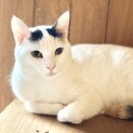 ⭐︎トビ三毛猫のプチコちゃん⭐︎