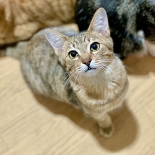 ⭐︎とても懐こい！キジトラの♂ソウくん⭐︎