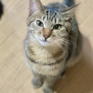 ⭐︎愛嬌たっぷり！キジトラ♂タネくん⭐︎