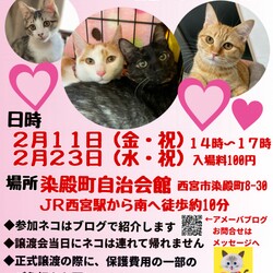 もふもふ西宮　ほごねこの幸せ譲渡会