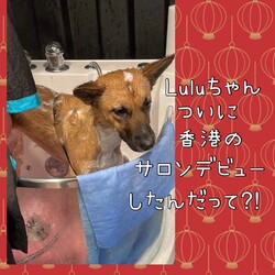 「香港のLuluちゃん」サムネイル3