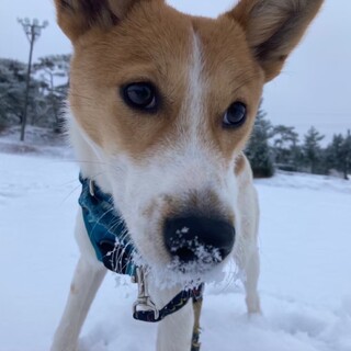家族が決まりました！