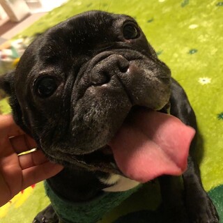 ☆らいむちゃん☆里親さま決定☆